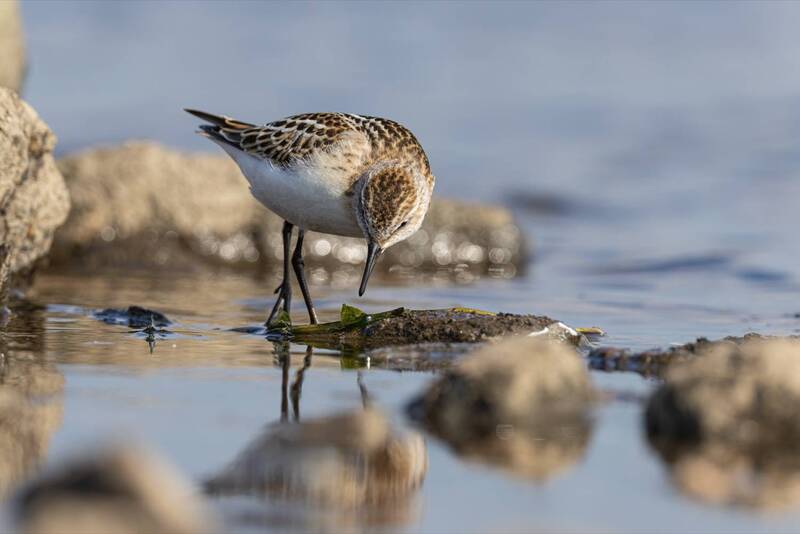 кулик-воробей, кулик воробей, кулик, птицы Кулик-воробей фото превью