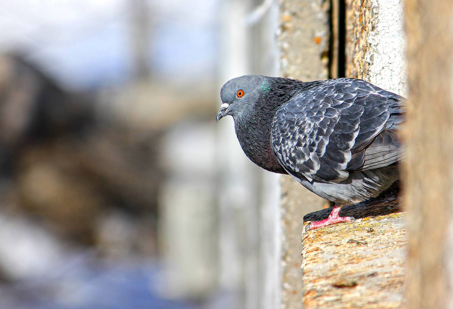 голубь, сизый голубь, columba livia, КарОл