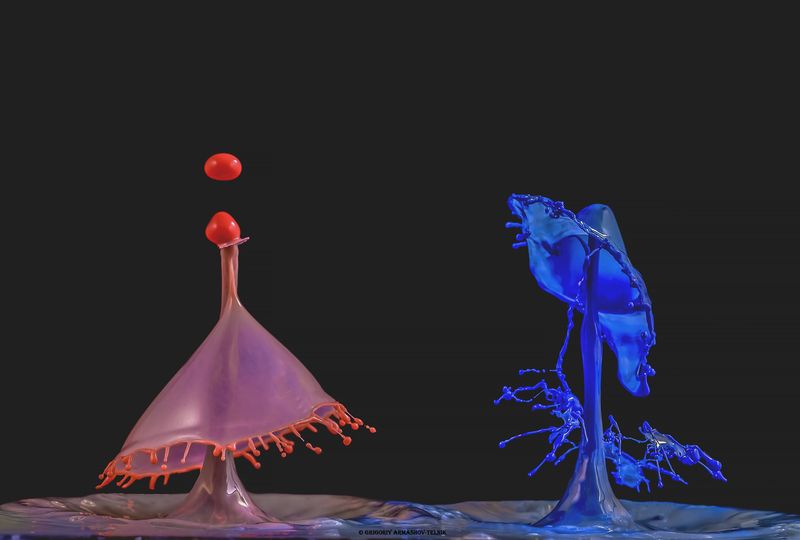 macro, drops, liquid, water, colour, blue, red Drops dance фото превью