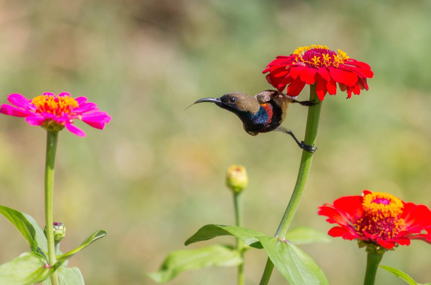 , Сергей Молоков