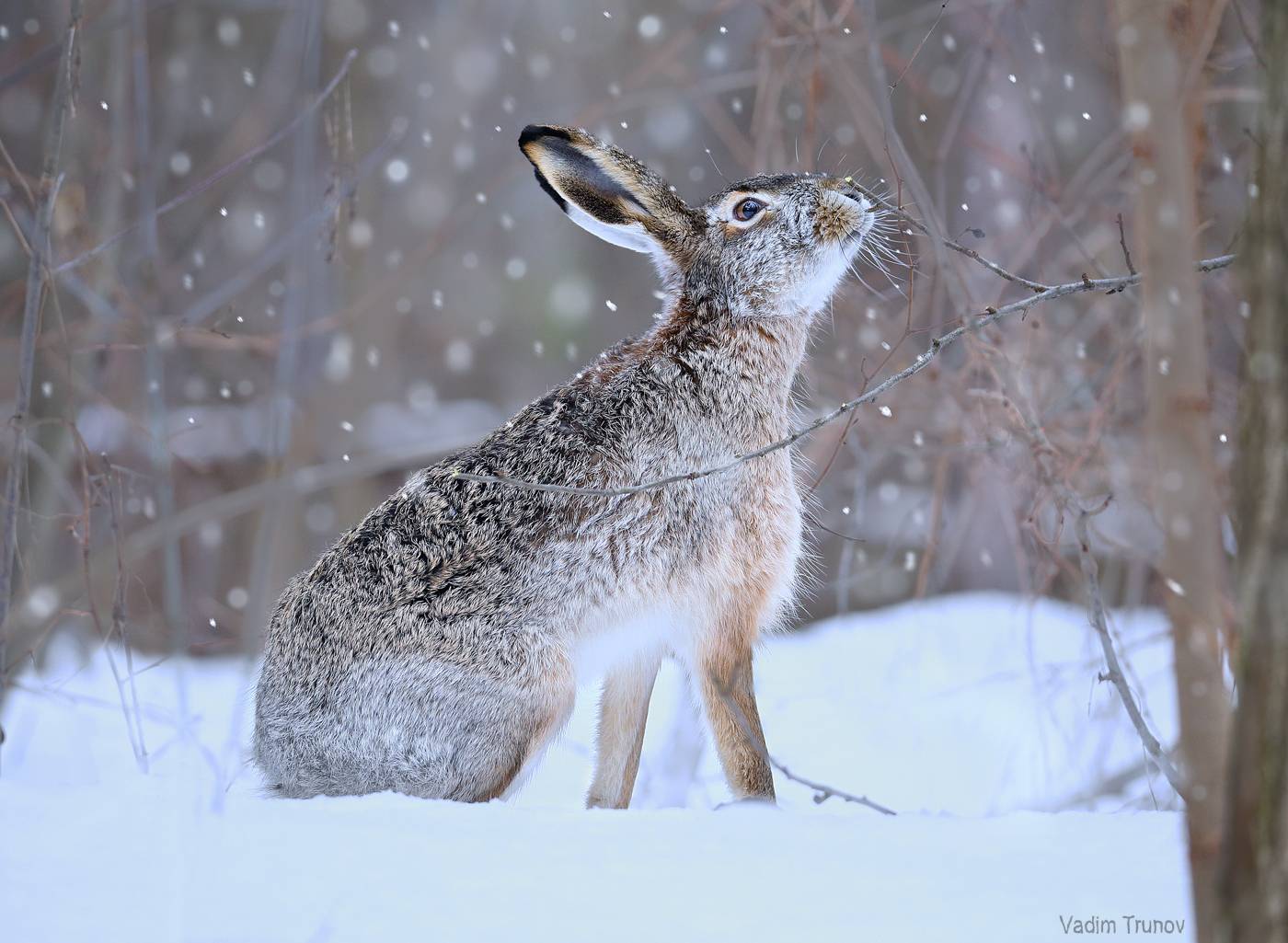 заяц, hare, Вадим Трунов