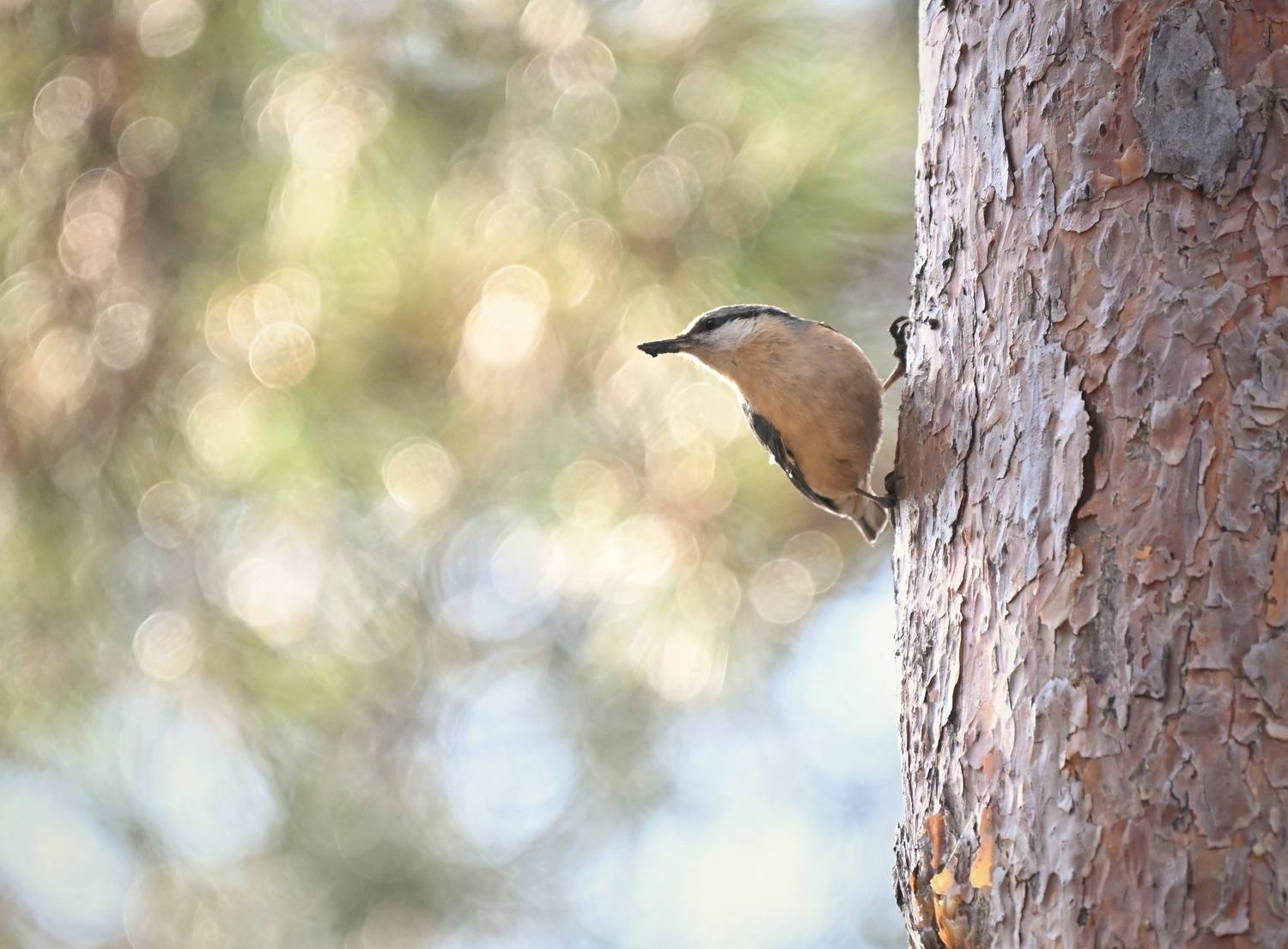, Герчев Николай