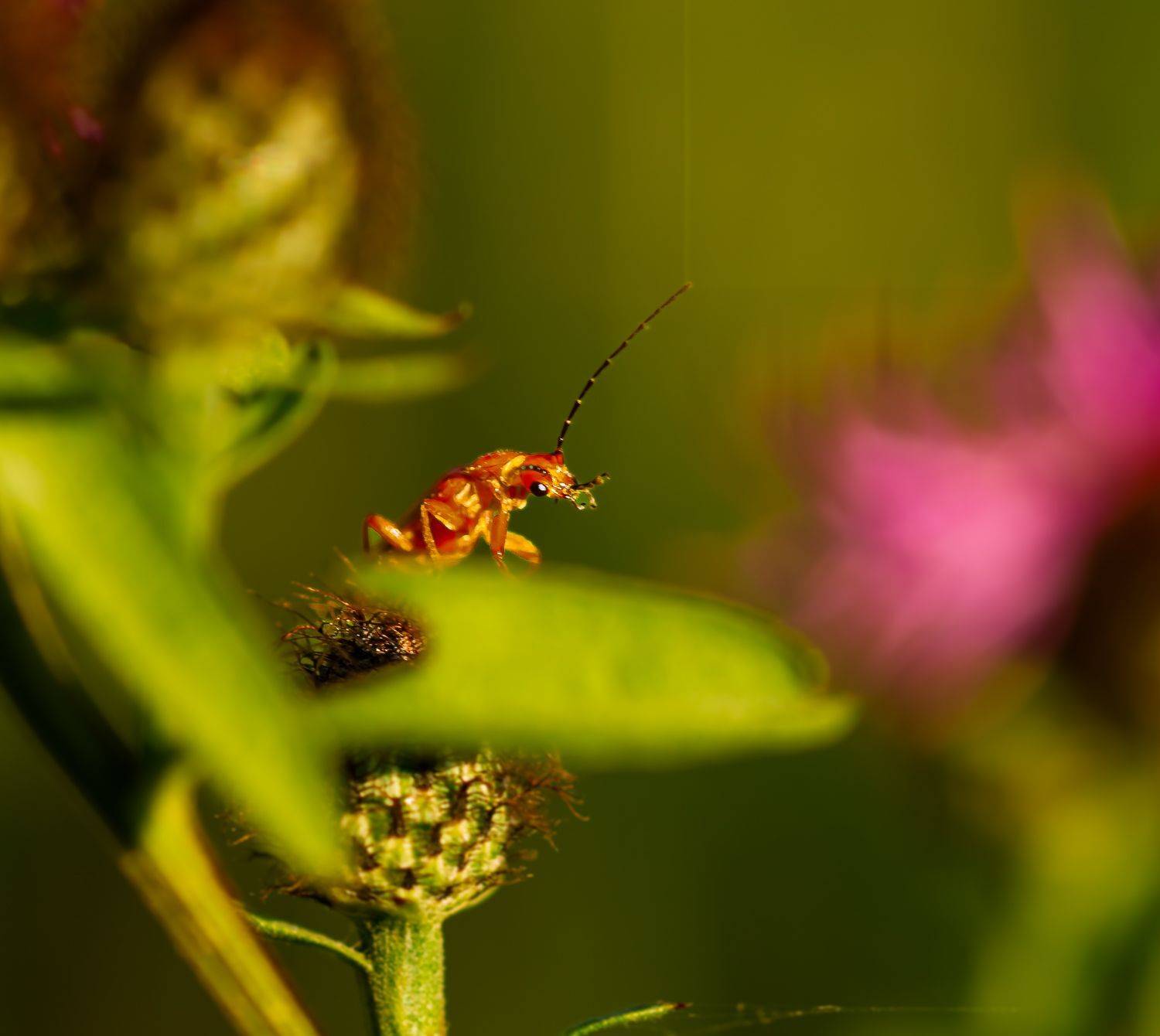природа, Виктор Парщиков