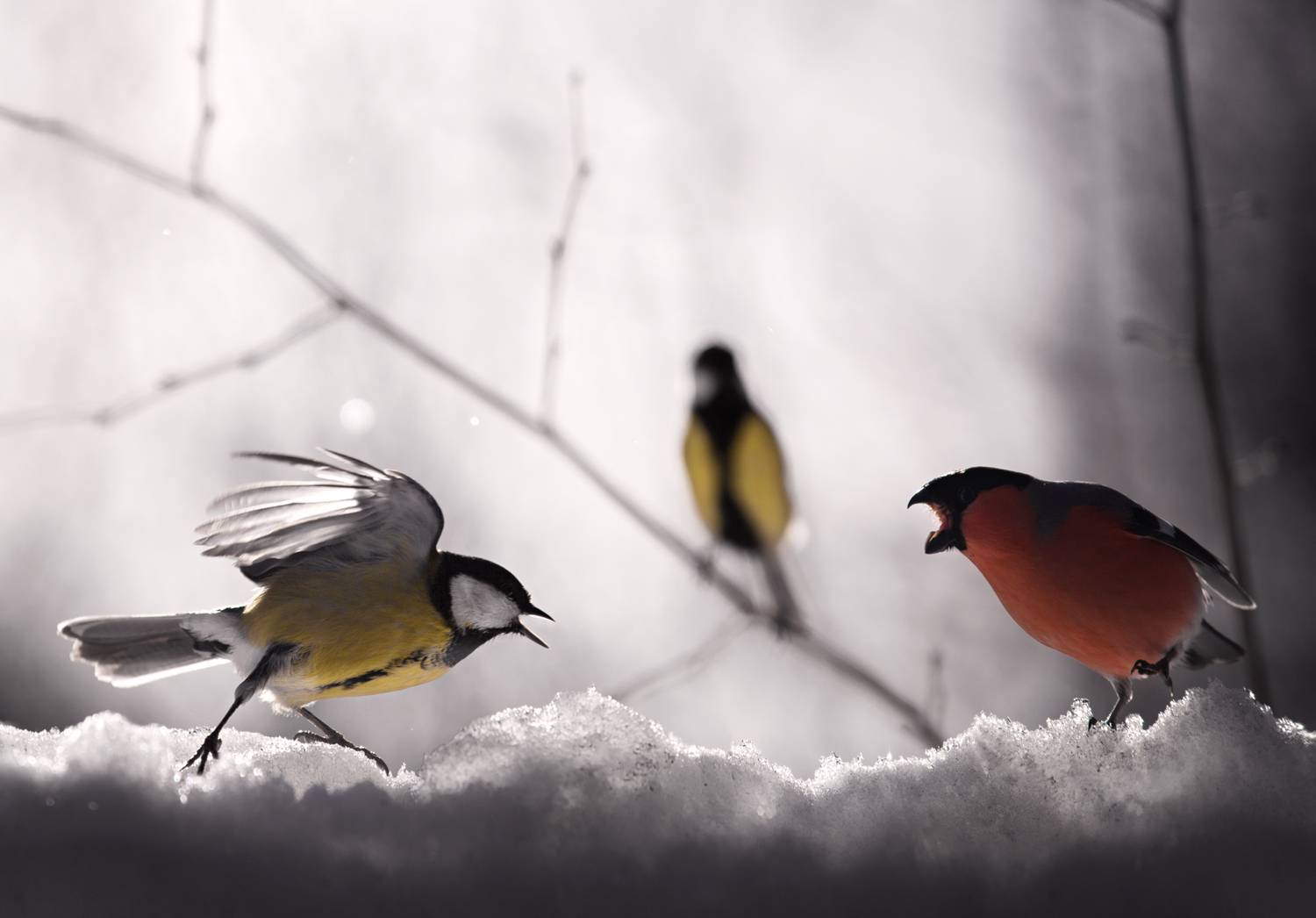 птицы, синицы, вечер, снегирь, Баранов Олег