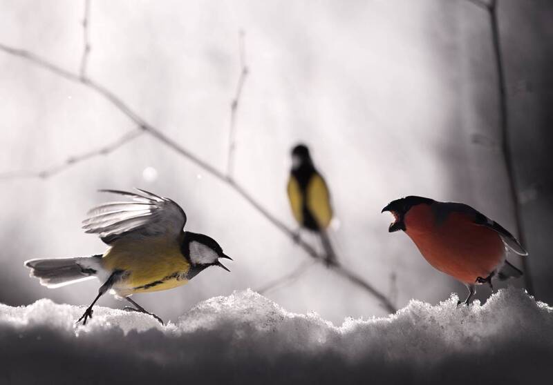 *** фото превью