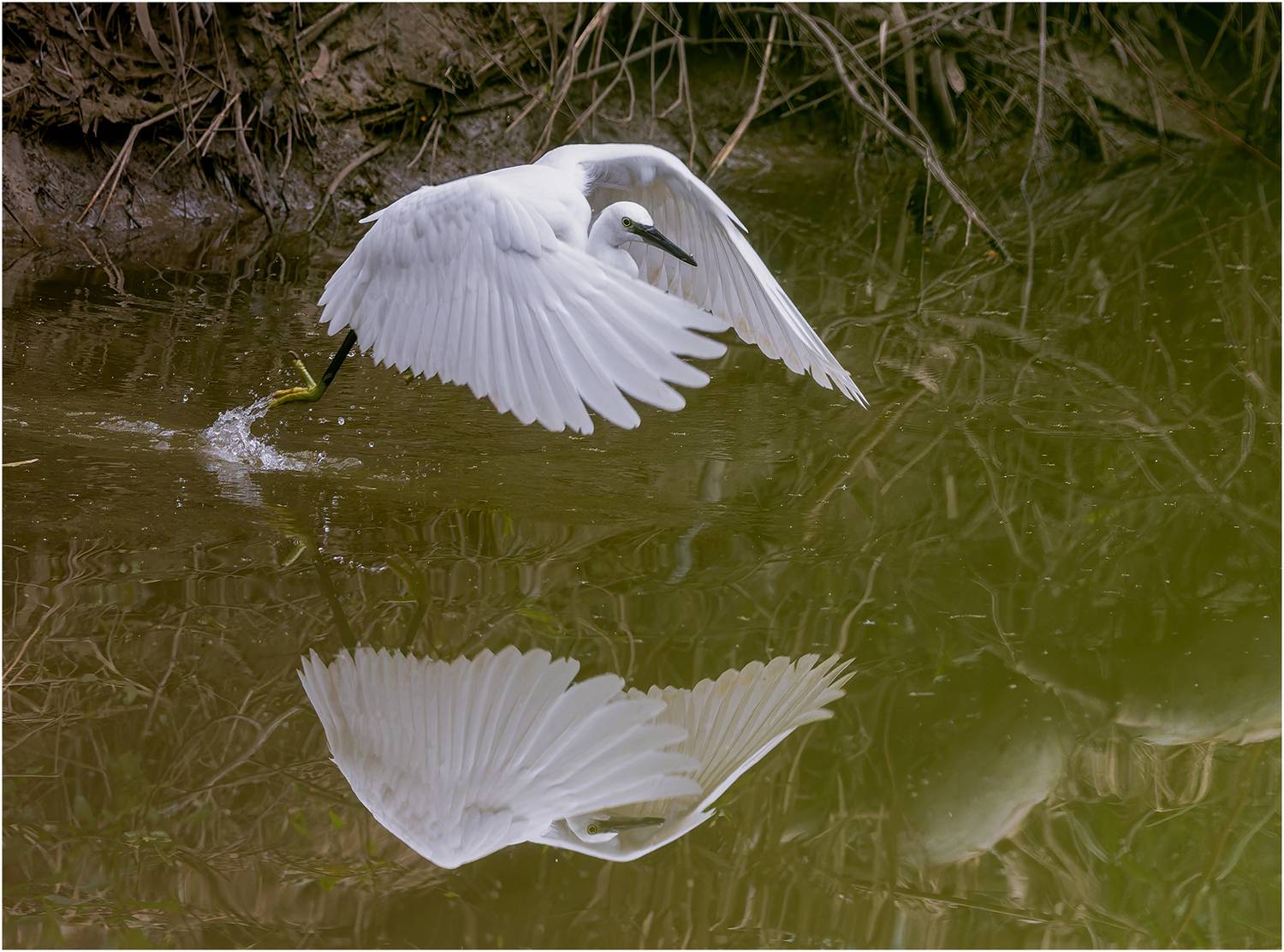 цапля, птица, Alexsandr Grigoriev