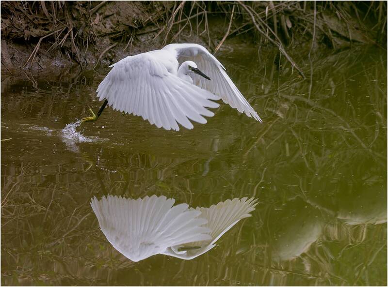 цапля, птица Малая белая цапля. фото превью
