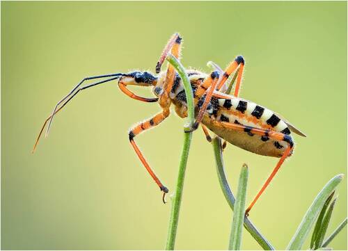 Клоп (Rhynocoris punctiventris)