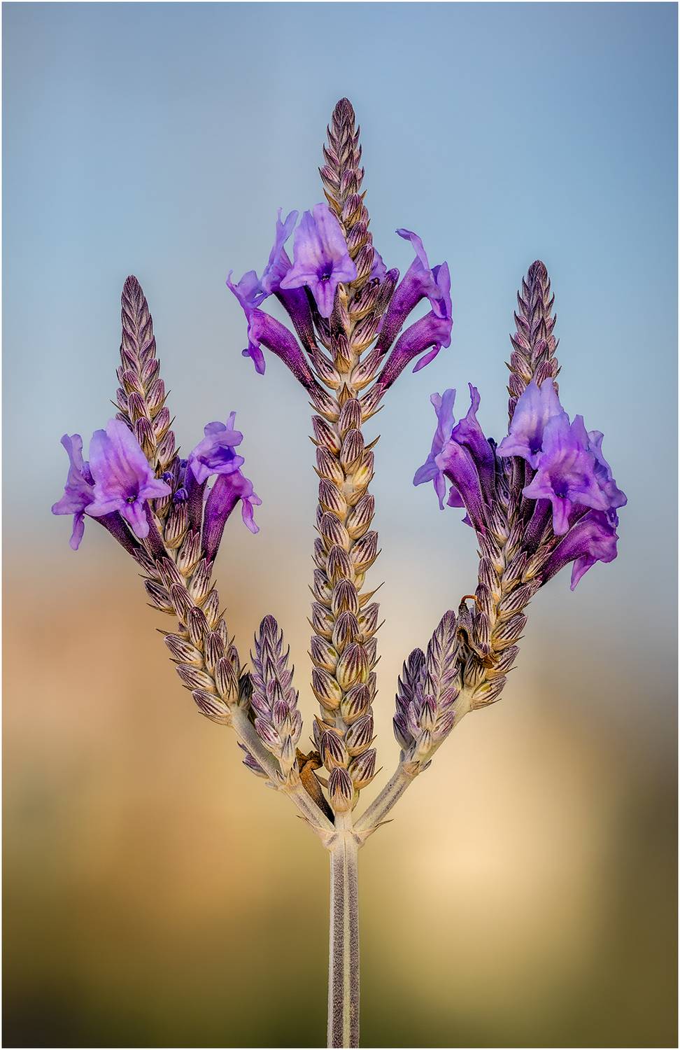 лаванда, цветы, Alexsandr Grigoriev