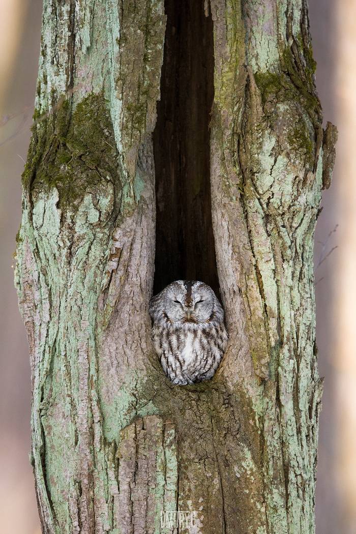 неясыть, серая неясыть, Дмитрий Доронин