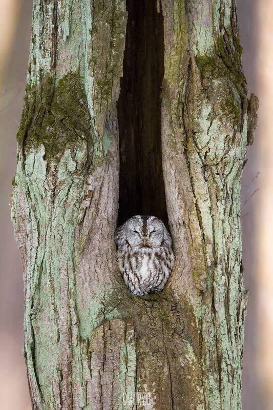 неясыть, серая неясыть Серая неясыть. фото превью