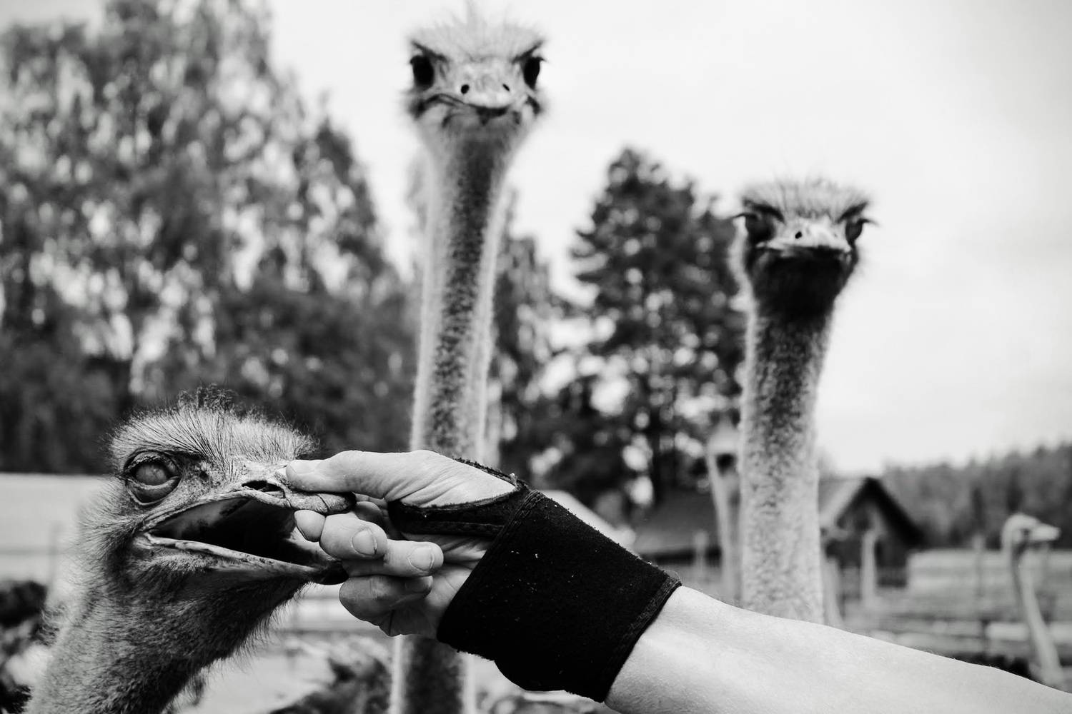 putns, melnbalts, Cielava Dace