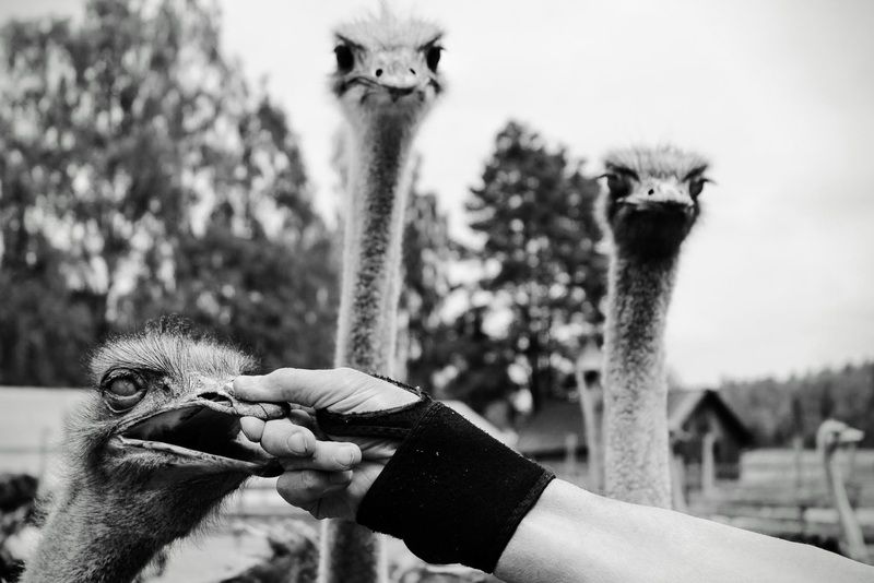 putns, melnbalts Strausu fermā фото превью