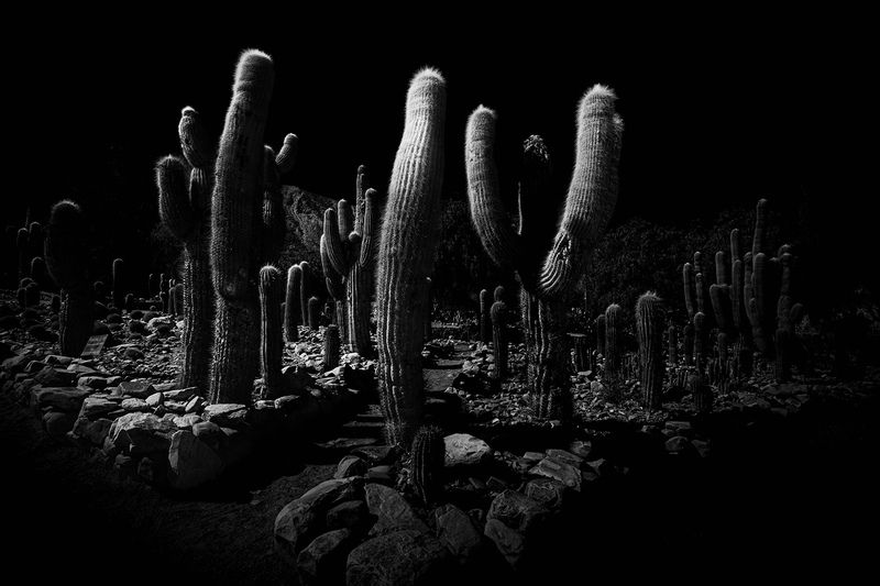 Los Cardones фото превью