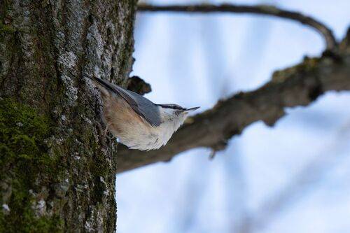 Nuthatches