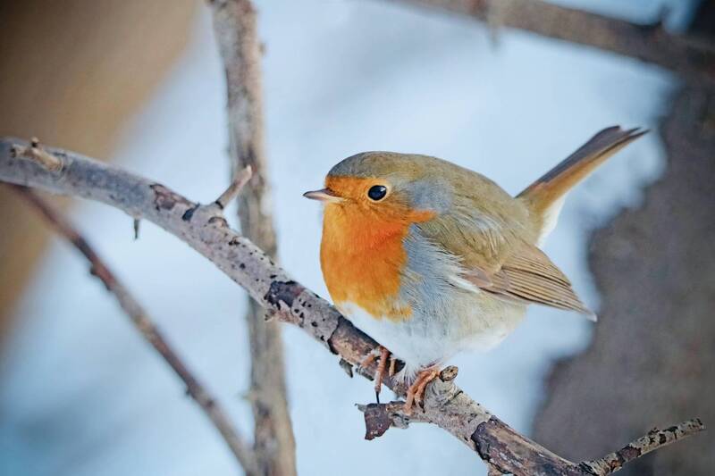 птицы, дикая природа, животные Nika Mart’s Portfolio фото превью