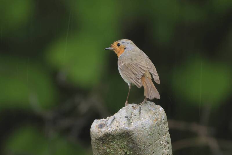 *** фото превью