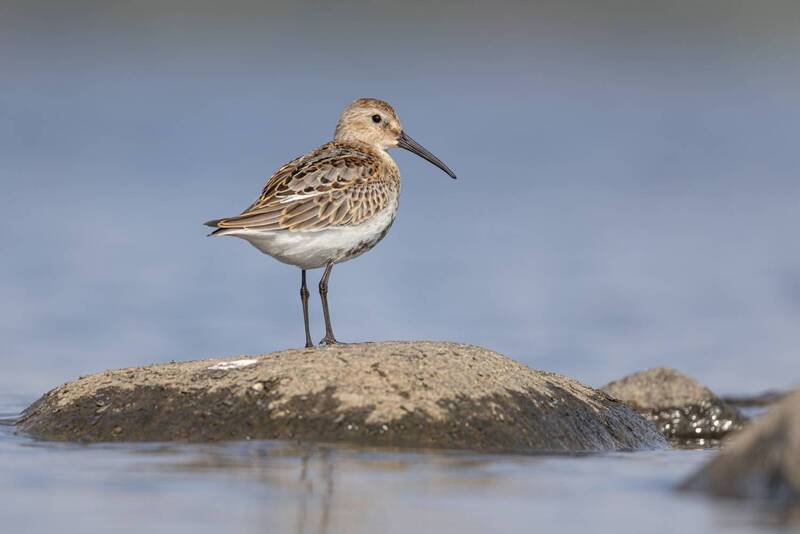 красная книга, кулик, чернозобик, птицы Чернозобик фото превью