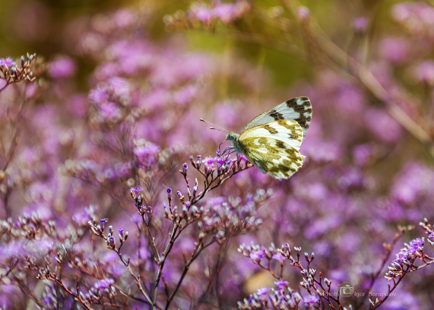 цветы, природа крыма, насекомое, макро, крым, кермек, белянка-зеленушка, белянка рапсовая, бабочка белянка, бабочка, limonium, Сарапулов Игорь