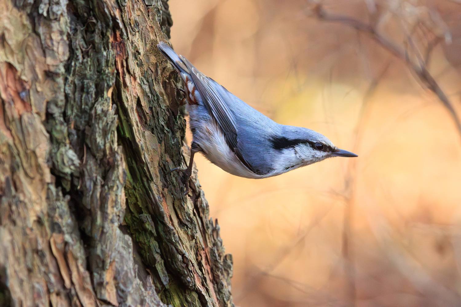 птица, поползень, Светлана Холодняк