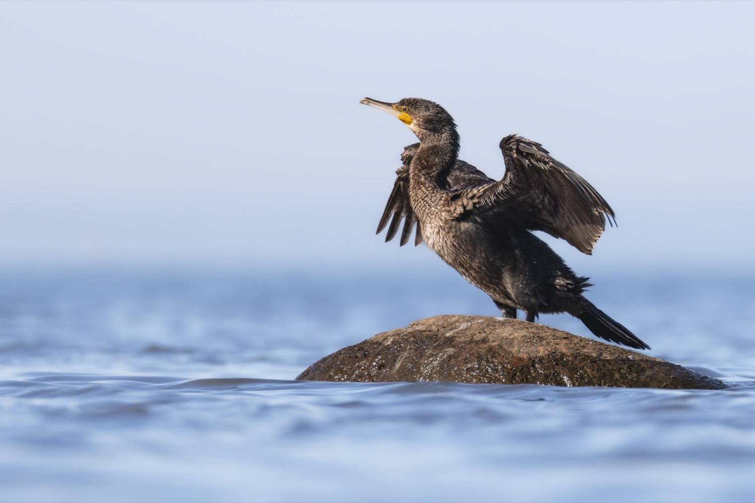 баклан, финский залив, птицы, Ruslan Pl