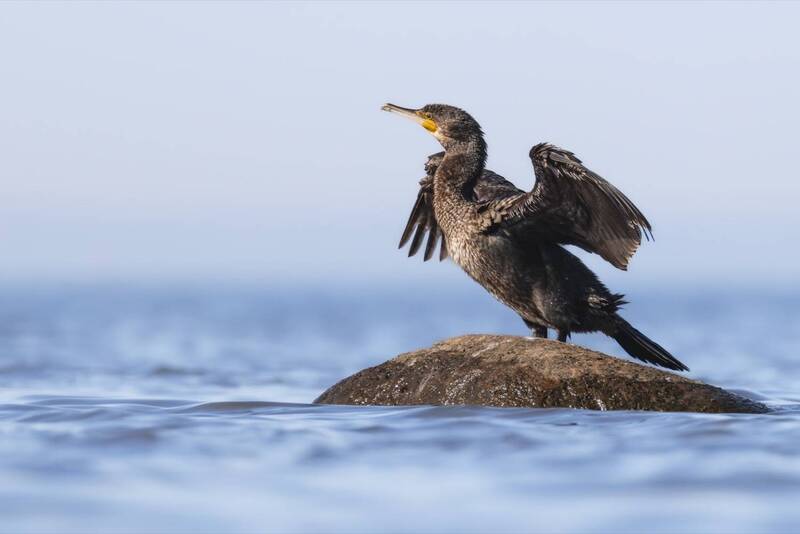 баклан, финский залив, птицы Баклан фото превью
