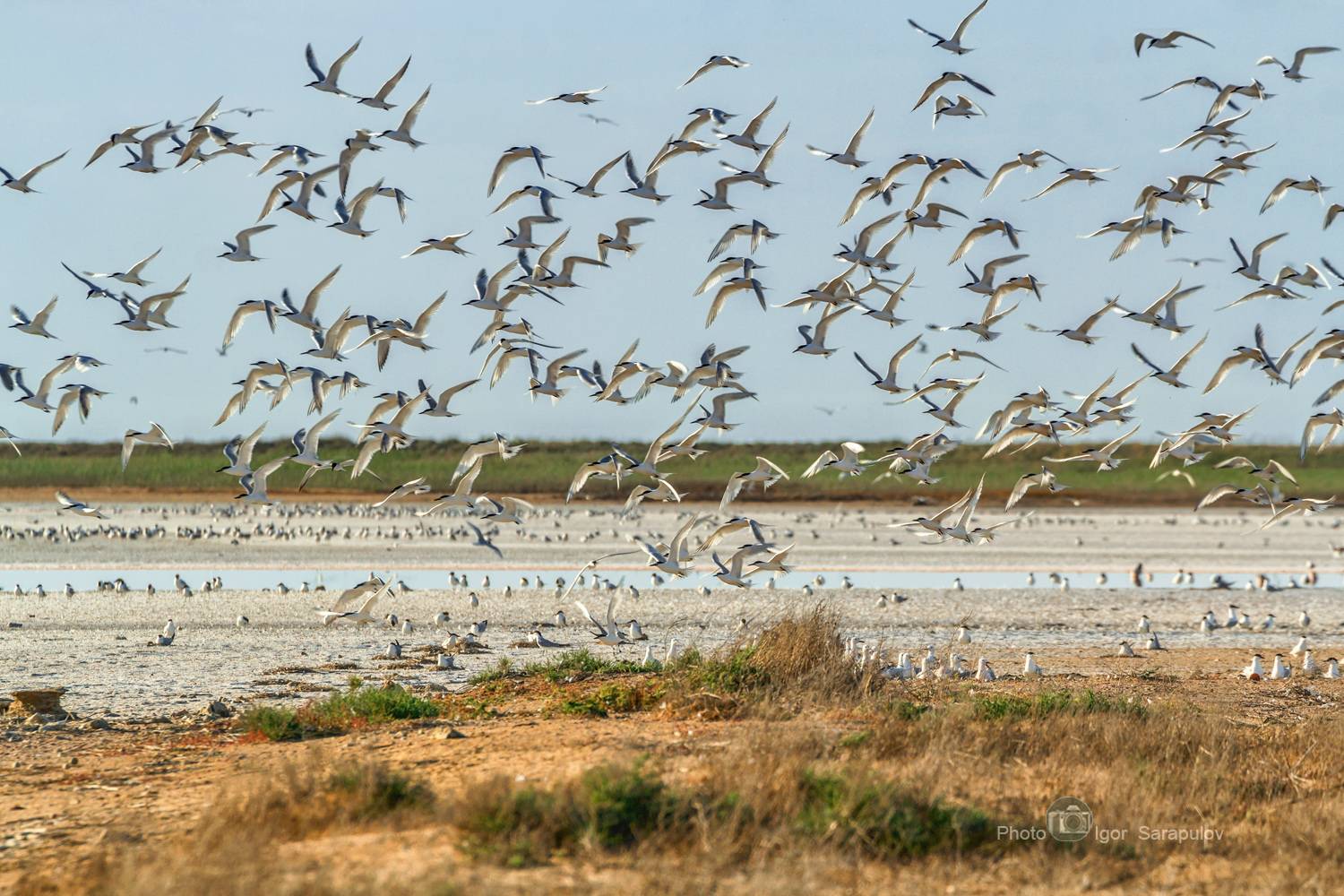 чайки, фотоохота, стая, солёное озеро, птица, природа, полёт, отмель, опук, крачки, кояшское озеро, гнездовье, sterna, l kwanon photo, Сарапулов Игорь