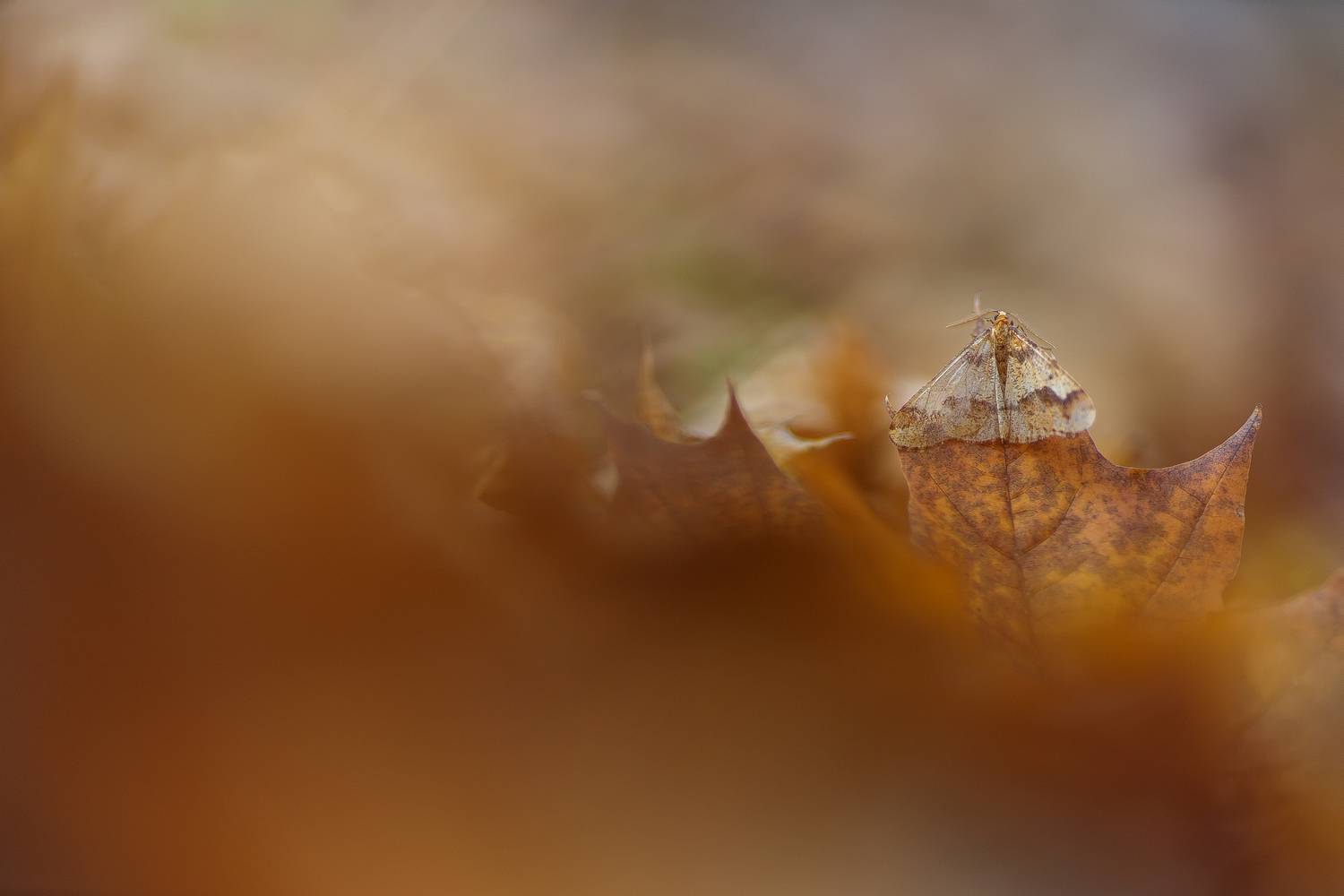 , Кузнецов Дмитрий