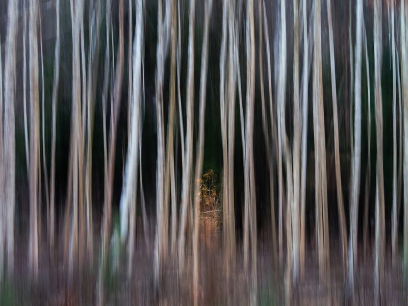 icm, woodland, woods, forest, abstract Tunnel vision фото превью