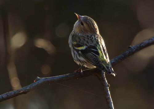 Весенние мечты барышни