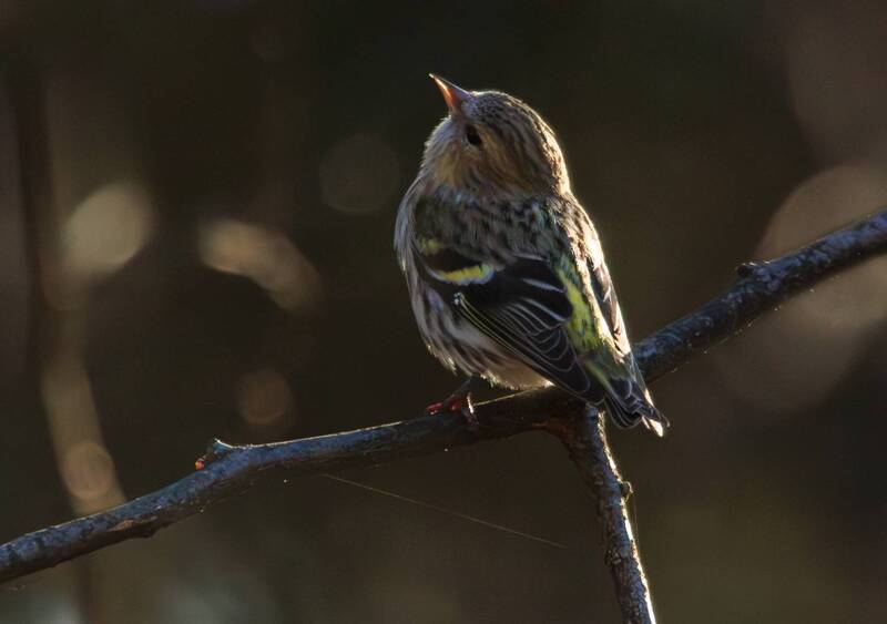 птица, чиж Весенние мечты барышни фото превью