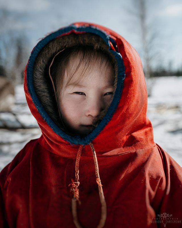 Хитрый взгляд тундровой лисы фото превью