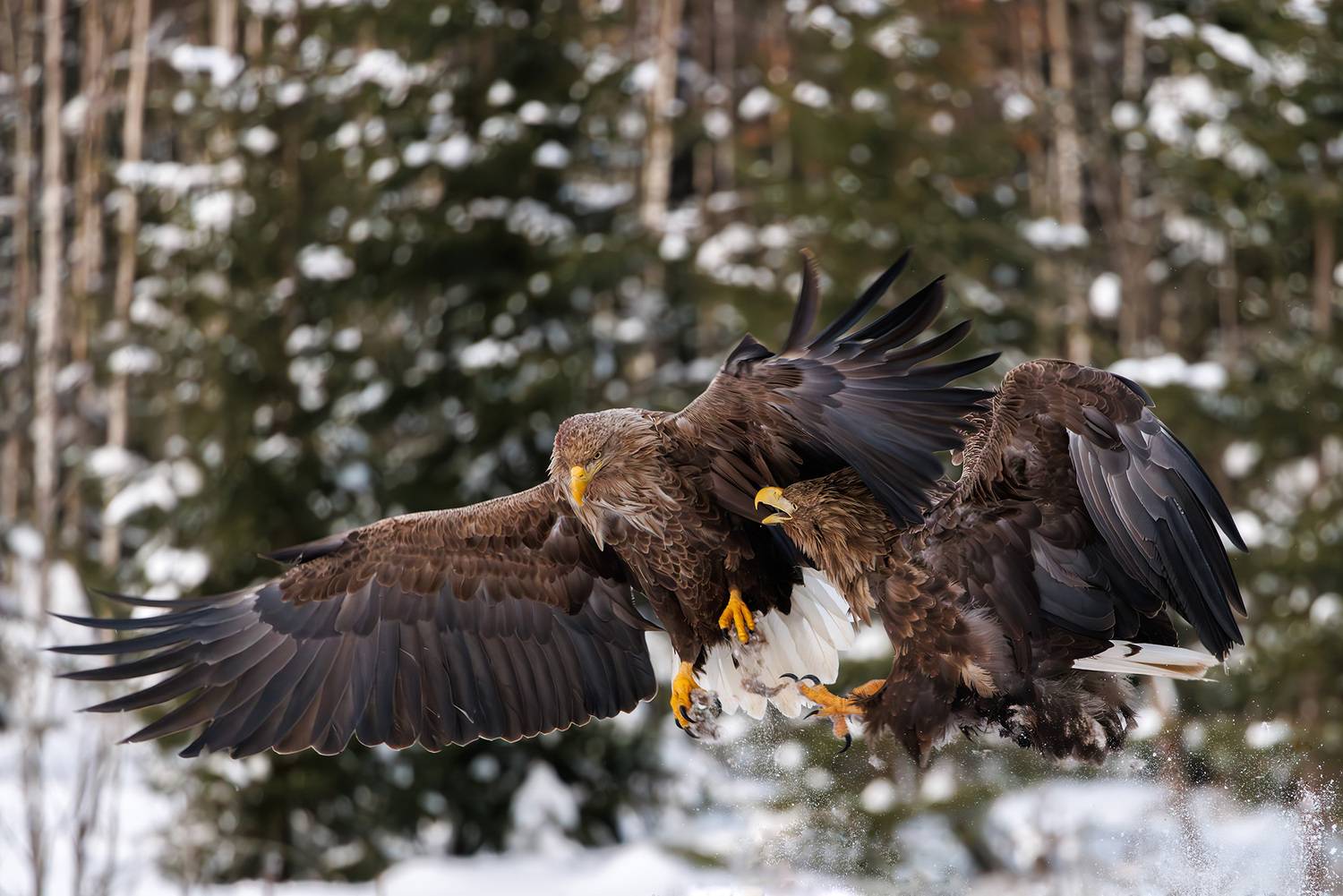 , Морозов Сергей