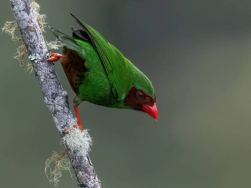 Grass-green Tanager фото превью