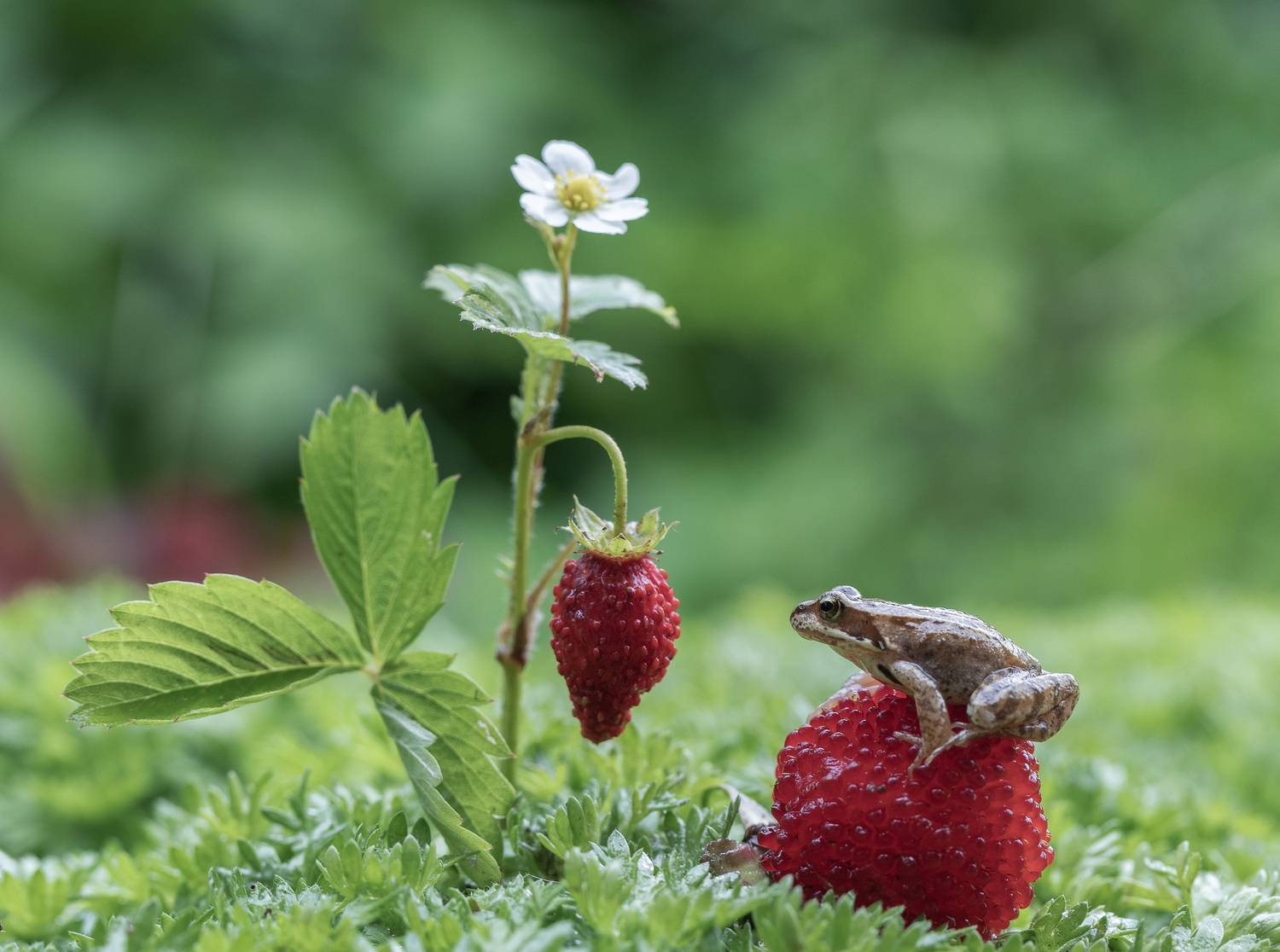 земляника, княженика, лягушонок, Татьяна Феденкова