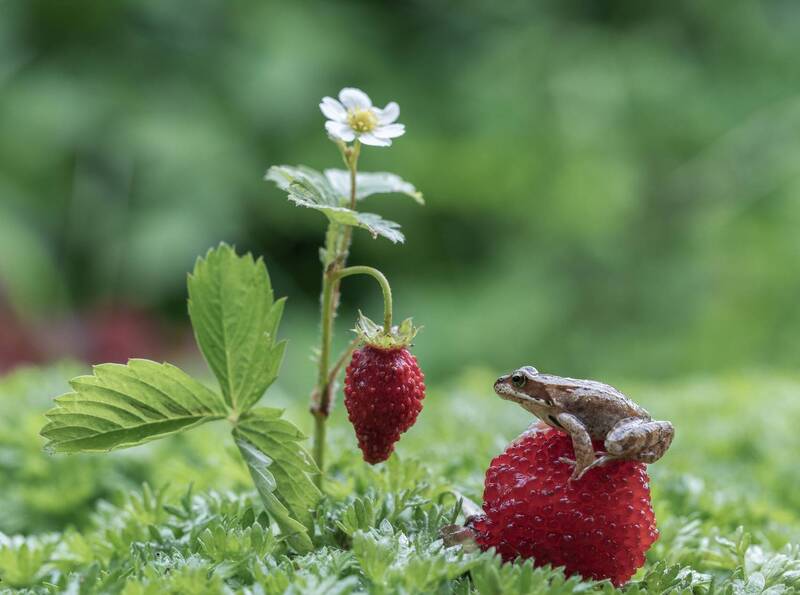 земляника, княженика, лягушонок На одной сижу, на вторую смотрю... фото превью