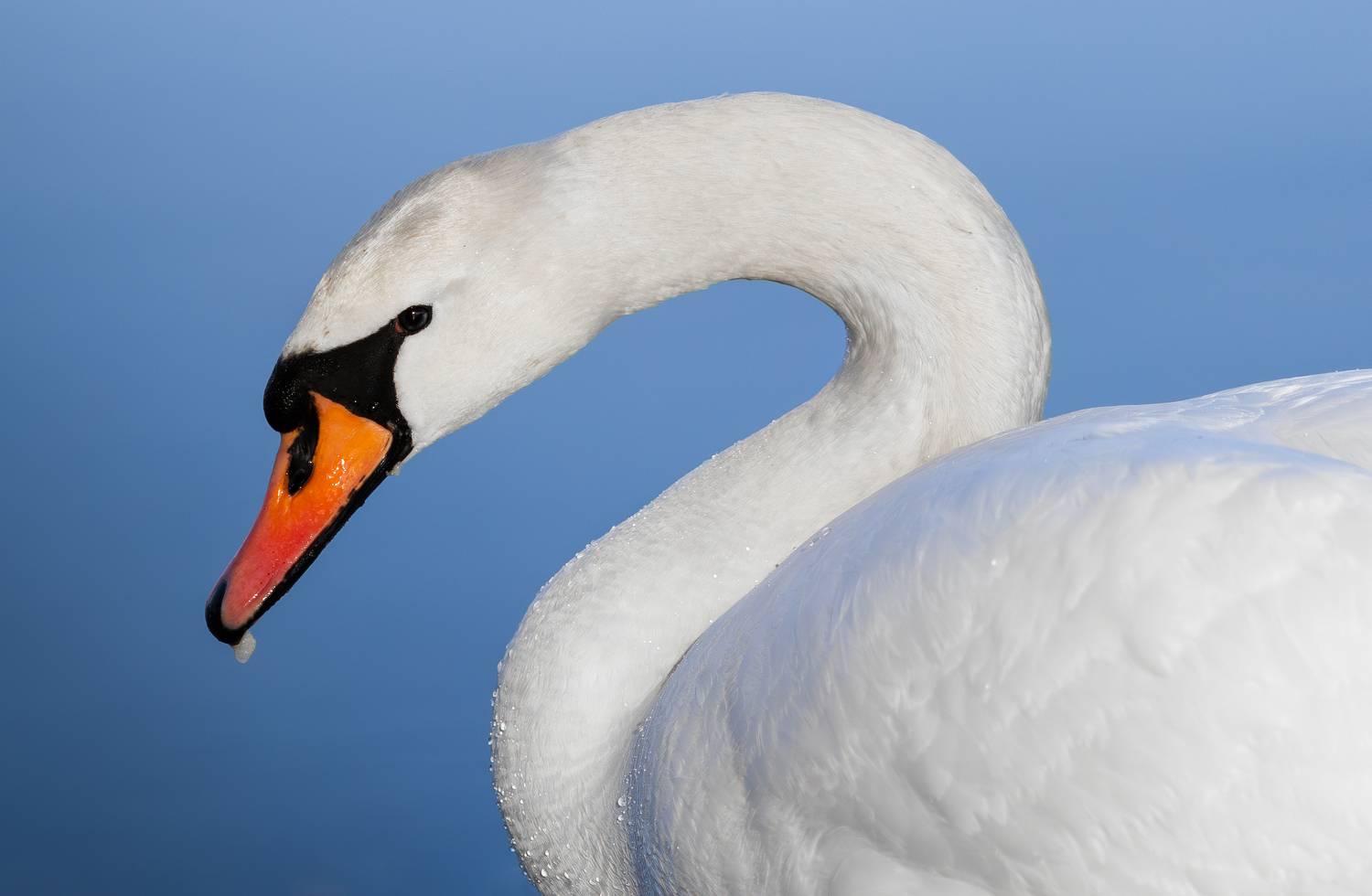 , Антон Садомов