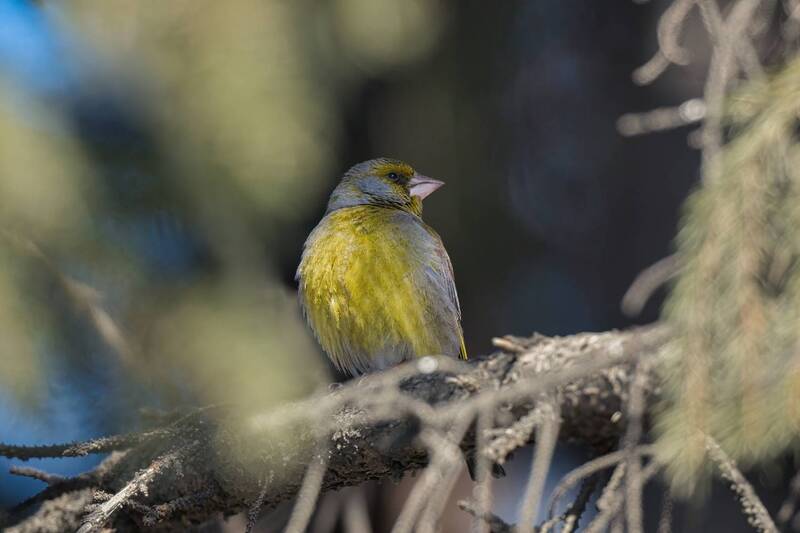 Обыкновенная зеленушка фото превью