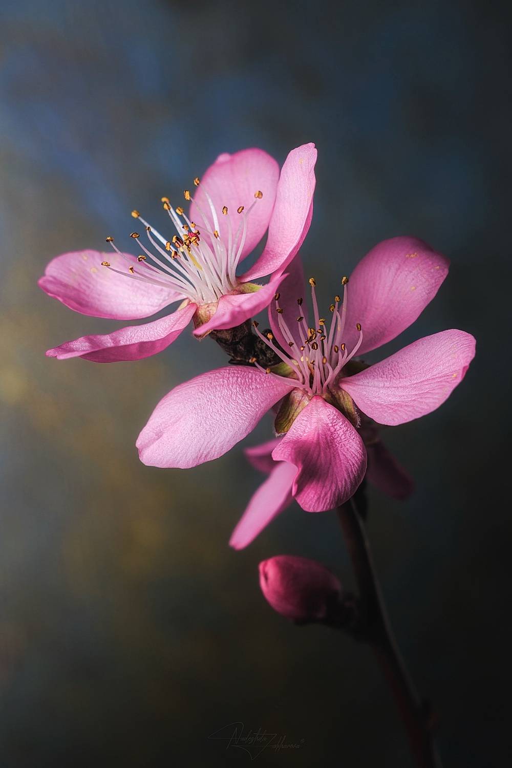 персик, цветы персика, макро, макрофотография, цветение персика, весна 2026, март 2026, южная столица, Nadezhda Zakharova