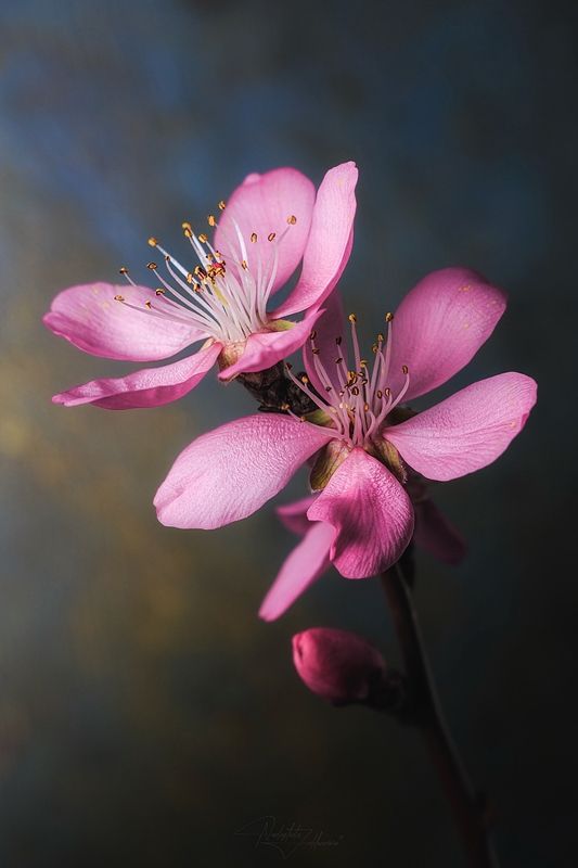 персик, цветы персика, макро, макрофотография, цветение персика, весна 2026, март 2026, южная столица Персик фото превью