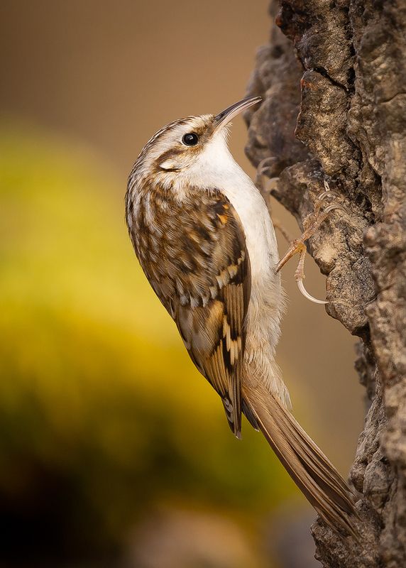 Certhia familiaris фото превью