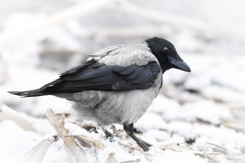 Ворона  фото превью