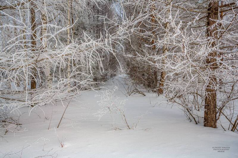 Мартовская прогулка в лесополосе фото превью