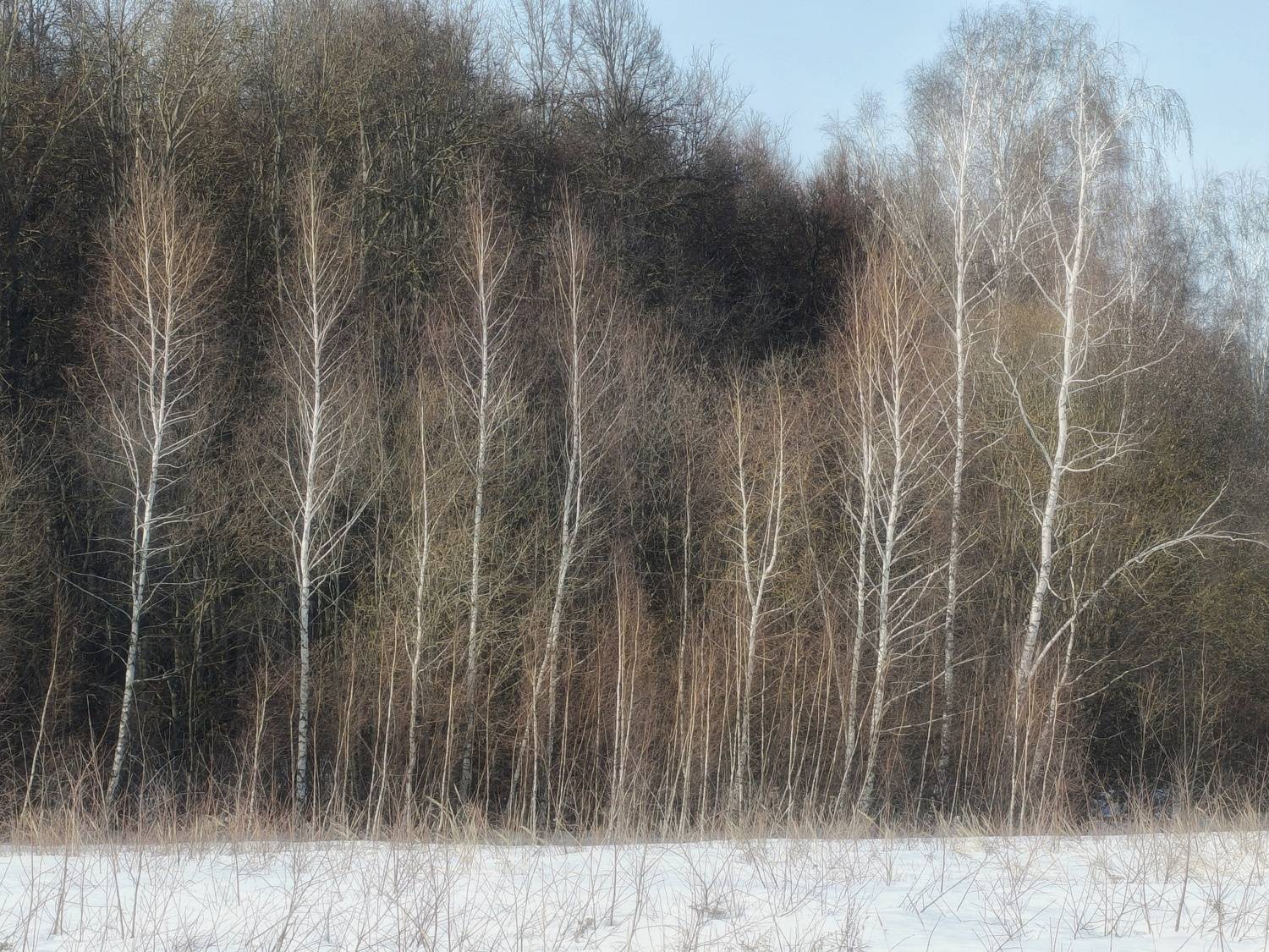 , Кондрашова Светлана