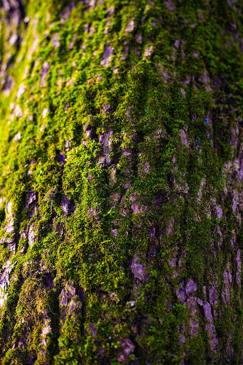 , Чудинин Дмитрий