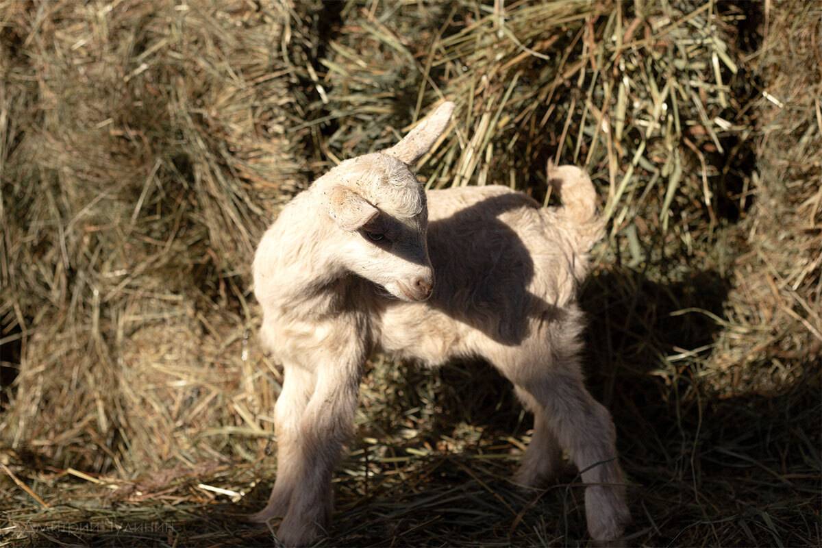 , Чудинин Дмитрий