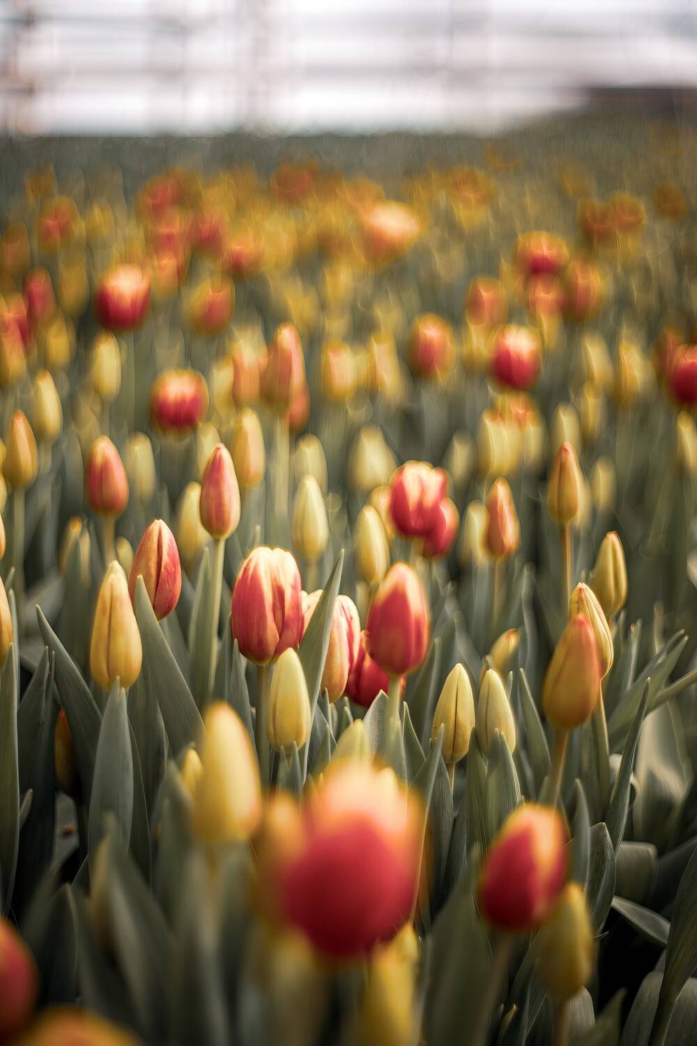 , Сергей Белокуров