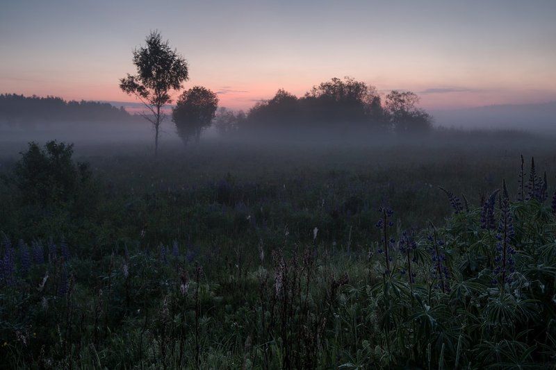 Утренние росы фото превью