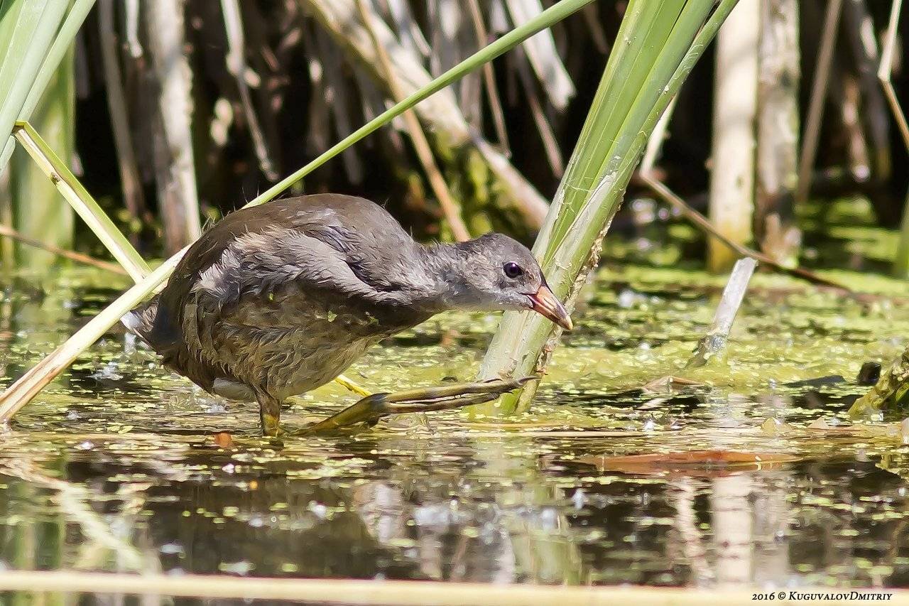 , Дмитрий Кугувалов