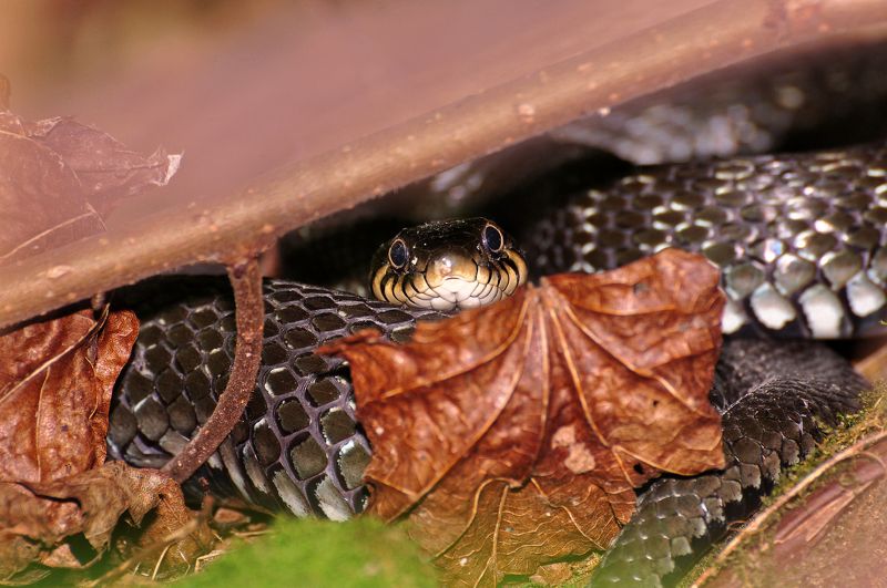 змея, животные, казань, природа, татарстан, россия, лето, июнь, уж Среди травы... фото превью